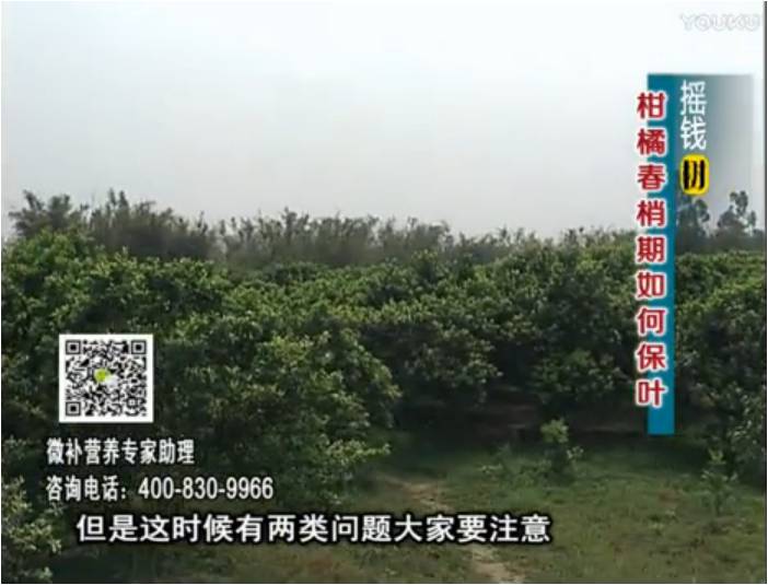 20170327珠江臺(tái)搖錢(qián)樹(shù)：柑橘預(yù)防春梢不轉(zhuǎn)綠，撒微補(bǔ)倍力、淋沖力鎂