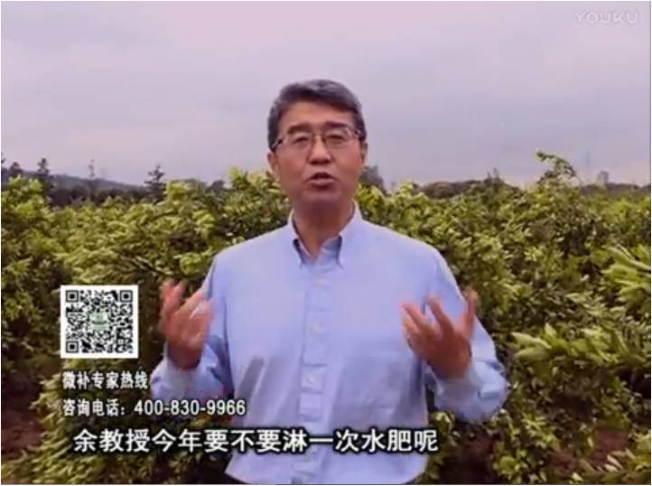 20170424珠江臺搖錢樹：柑橘樹弱保果難度大，淋沖微補(bǔ)根力鈣+精力+精華粉，保樹保果好