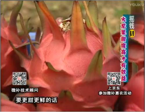 20170417珠江臺(tái)搖錢樹：火龍果用微補(bǔ)方案，開花坐果好，提高品質(zhì)