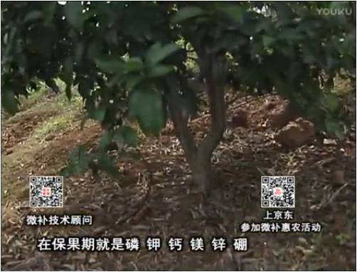 20170417珠江臺搖錢樹：柑橘噴施微補(bǔ)果力+硼力+精華粉，保果好，果青綠