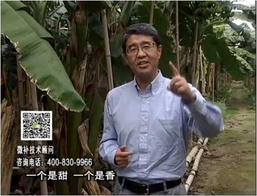 20170327珠江臺(tái)搖錢樹：香蕉噴施微補(bǔ)果力+碧力+壯力、撒微補(bǔ)倍力，提高品質(zhì)、同時(shí)減肥提產(chǎn)