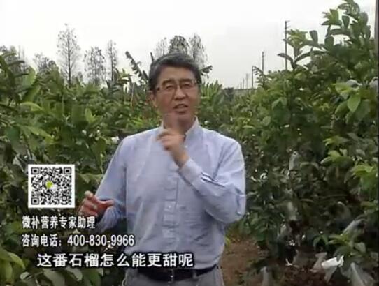 20170327珠江臺(tái)搖錢樹：番石榴噴施微補(bǔ)果力+壯力，補(bǔ)充磷鉀鈣鎂等，促進(jìn)果甜品質(zhì)高