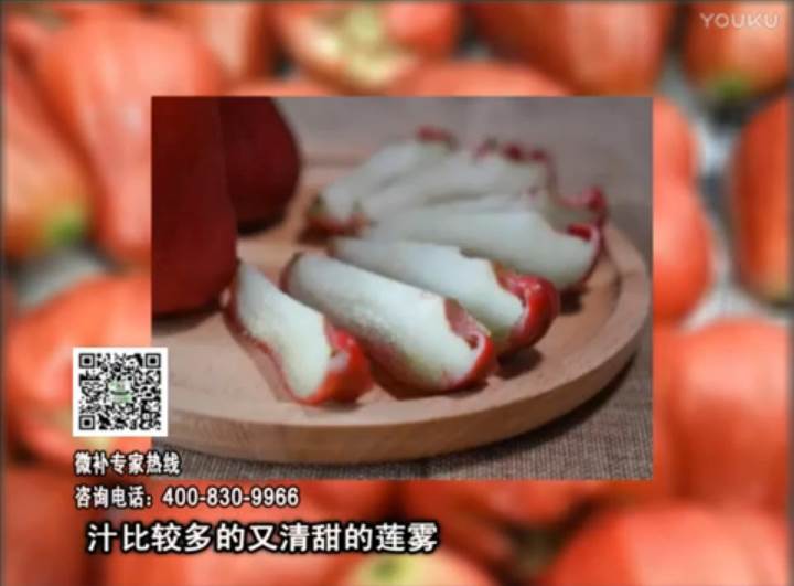 20170424珠江臺(tái)搖錢樹：蓮霧淋沖微補(bǔ)水肥，壯長、提高果實(shí)品質(zhì)賣價(jià)