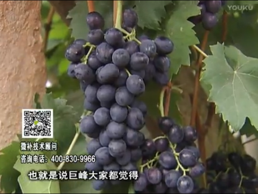 20170501珠江臺(tái)搖錢(qián)樹(shù)：葡萄用微補(bǔ)方案，品質(zhì)高，賣(mài)價(jià)好