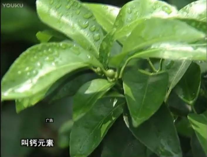 20170508珠江臺搖錢樹：柑橘澆施微補(bǔ)根力鈣，補(bǔ)鈣，促根健壯長勢