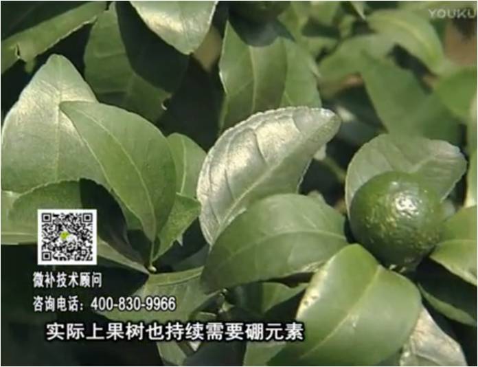 20170529珠江臺搖錢樹：貢柑蜜柚噴施微補(bǔ)蓋力+硼力，預(yù)防減少缺硼鈣裂果
