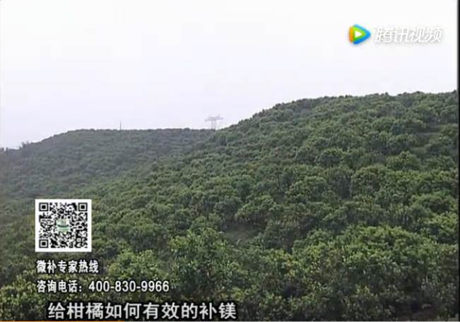 20170522珠江臺搖錢樹：柑橘落果黃葉是缺鎂？