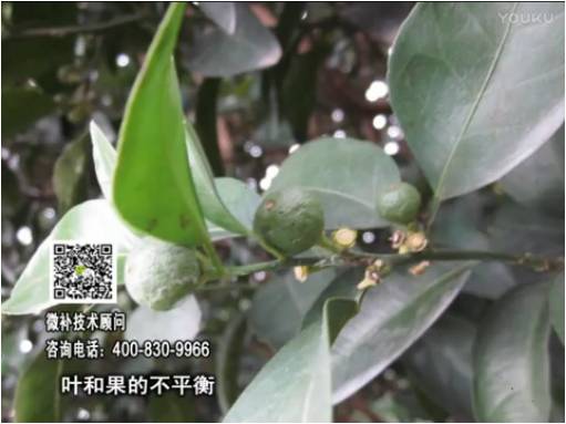20170501珠江臺搖錢樹：柑橘噴施微補(bǔ)果力+碧力、淋根力鈣+沖力鎂，穩(wěn)果少落果，促根壯長勢