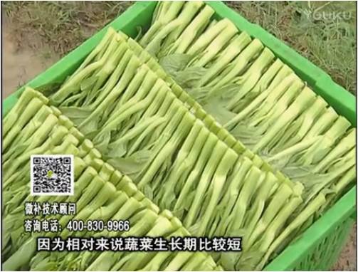 20170306珠江臺搖錢樹：蔬菜澆施微補(bǔ)根力鈣+精力，提高蔬菜長勢，減少病害，提高收益