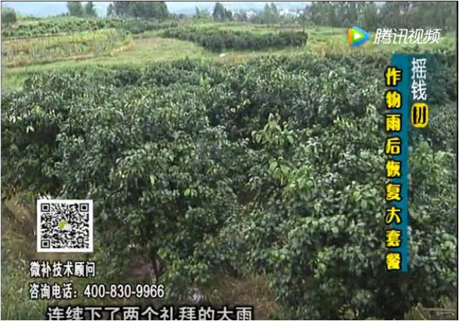 20170626珠江臺搖錢樹：果樹蔬菜長勢弱落果？