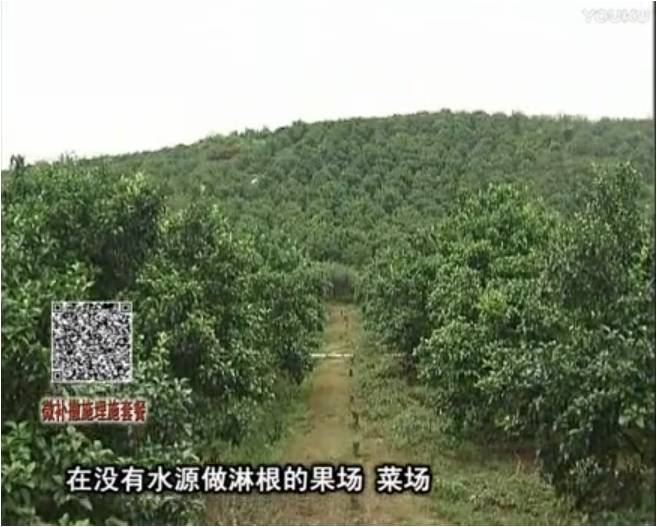20170703珠江臺搖錢樹：雨水多樹勢弱，撒施因迪樂調(diào)酸促根壯長勢