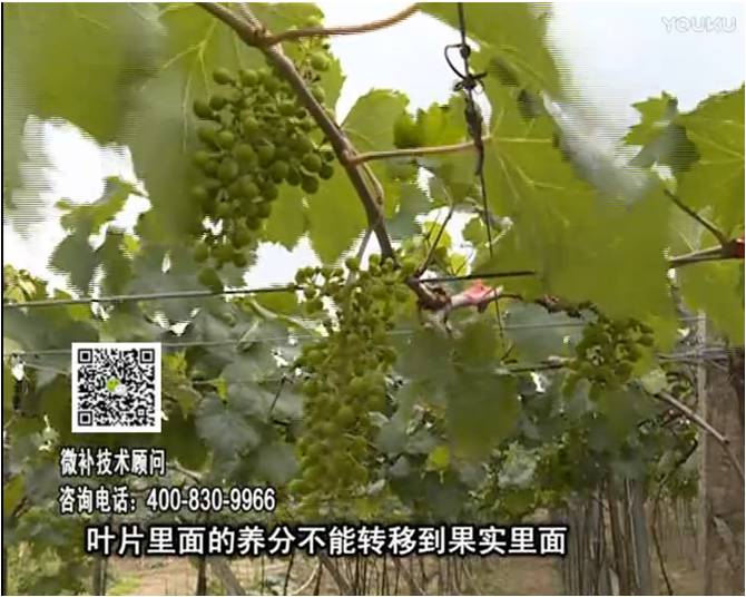 20170717珠江臺搖錢樹：果實(shí)補(bǔ)鈣充足，噴施螯合鈣+精華液+保葉素，品質(zhì)高、耐存儲(chǔ)