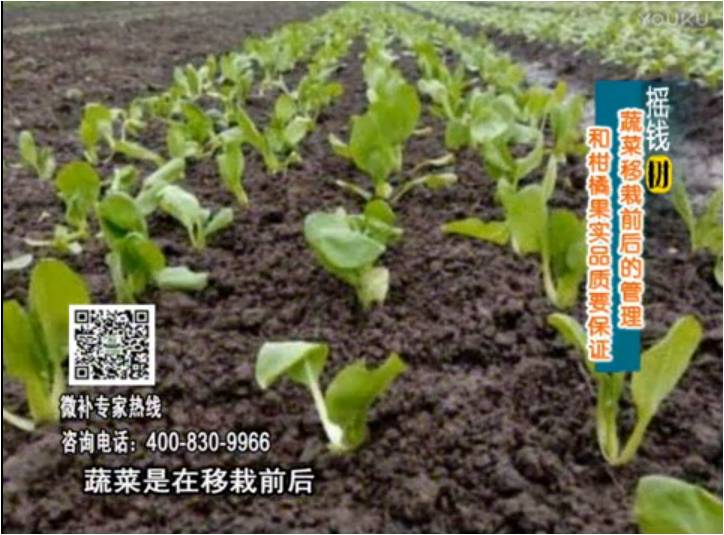 20170814珠江臺(tái)搖錢(qián)樹(shù)：蔬菜澆施微補(bǔ)，調(diào)酸促根，健壯長(zhǎng)勢(shì)
