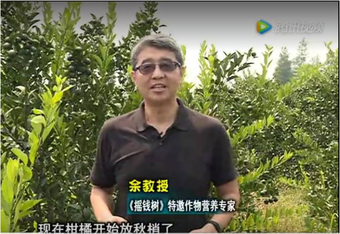 20170821珠江臺搖錢樹：柑橘如何放秋梢？