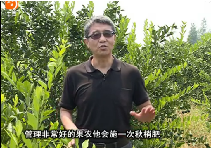 20170904珠江臺搖錢樹：柑橘用因迪樂，樹勢健壯、果品質(zhì)高