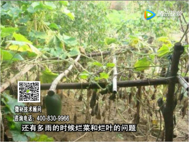 20170911珠江臺(tái)搖錢(qián)樹(shù)：蔥干尖蔬菜爛葉早衰？