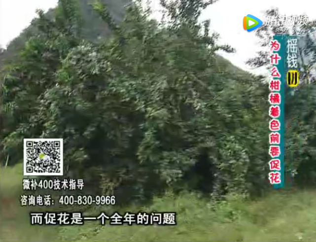 珠江臺搖錢樹：柑橘什么時(shí)候促花很好?