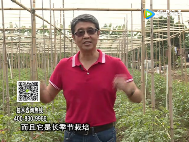 20171120珠江臺(tái)搖錢(qián)樹(shù)：番茄如何增產(chǎn)增收？