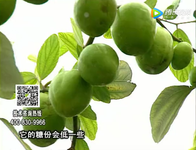 20171204珠江臺(tái)搖錢(qián)樹(shù)：青棗膨果增甜如何做？