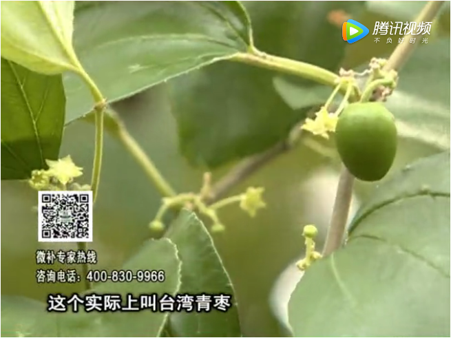 20171106珠江臺(tái)搖錢(qián)樹(shù)：青棗果大清甜如何種？