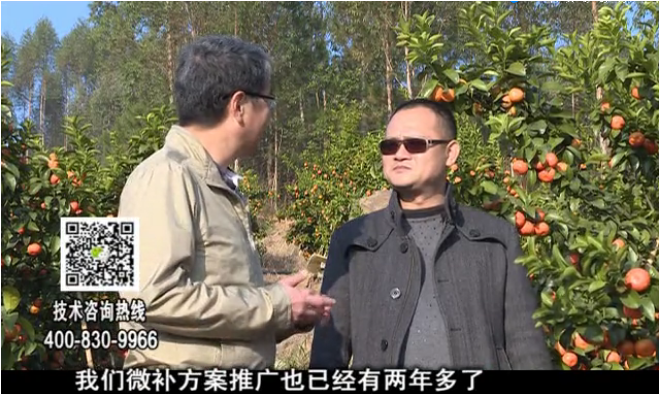 20180122珠江臺(tái)搖錢(qián)樹(shù)：廣西柑橘如何管？產(chǎn)量賣(mài)相好?
